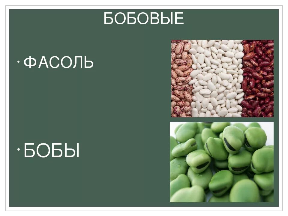 Бобы и фасоль в чем разница. Бобы фасоль разница. разница между фасолью и бобами. разница фасоли и бобов.
