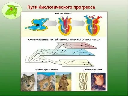 Эволюционное значение идиоадаптации насекомых