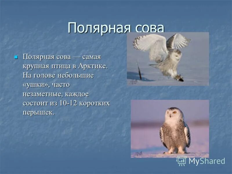 В какой природной зоне обитает белая сова. Полярная Сова доклад. Животные тундры Полярная Сова. Систематика полярной Совы. Полярная Сова презентация.