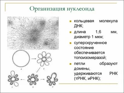 Наследственный материал представлен нуклеоидом