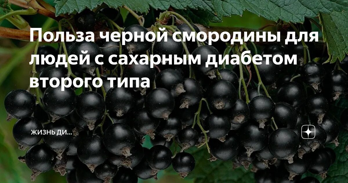 Полезна ли черная смородина для диабетиков. Можно ли черную смородину при сахарном диабете. Черная смородина повышает иммунитет. Можно ли черную смородину при сахарном диабете. Смородина лекарственная.