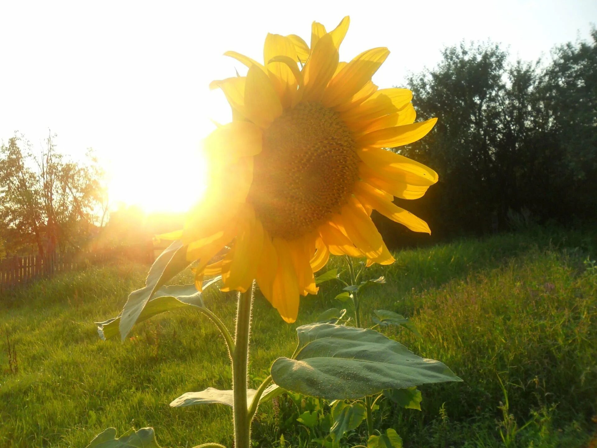 июль пейзаж. поле солнце. в поле было жарко. в поле было жарко мы ехали долго-долго пока не увидали лес и село. 25 июня солнцеворот картинки.