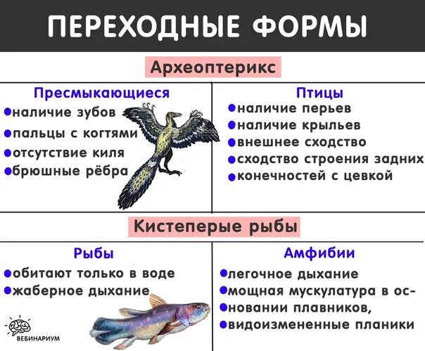 Приведите 2 3 примера переходных. Переходные формы между рептилиями и птицами. Признаки пресмыкающихся и птиц. Переходные формы таблица. Переходные формы в биологии таблица.