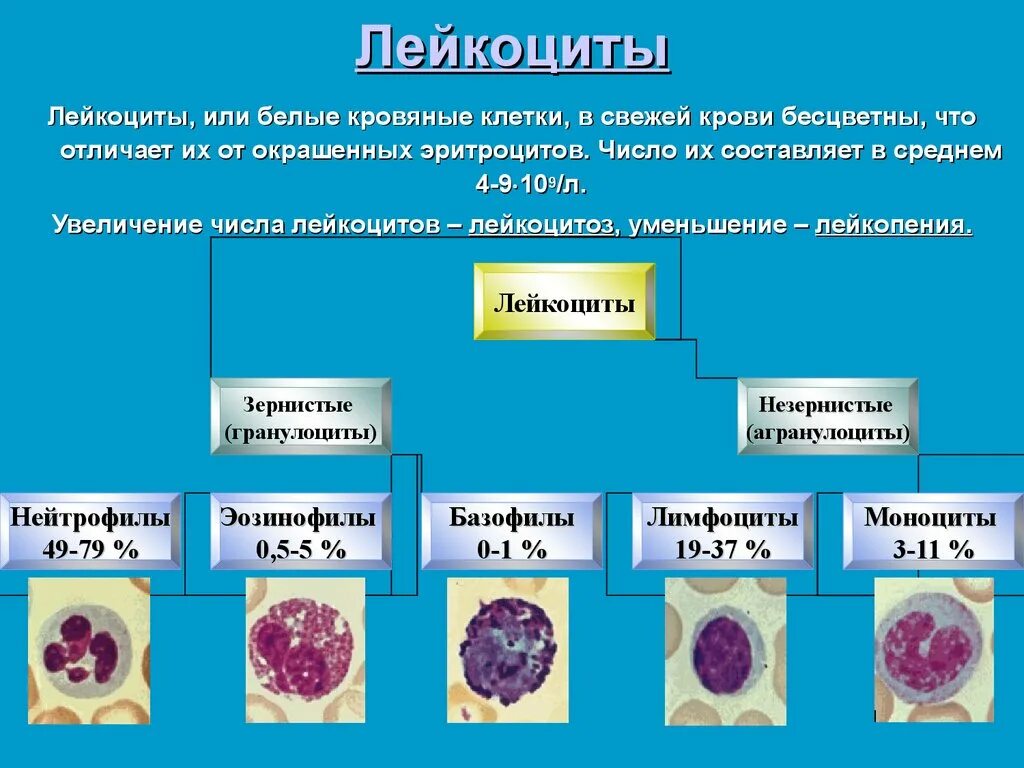 Лейкоциты группа крови. Классификация лейкоцитов гистология. Лейкоциты в крови строение и функции. Строение разных видов лейкоцитов. Строение лейкоцитов схема.