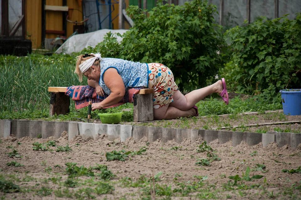 Жена не заметила бывшую. Дачницы на даче. Баба на грядке. Бабы в огороде. Бабка в огороде.
