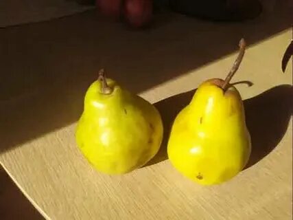Желтеет груша