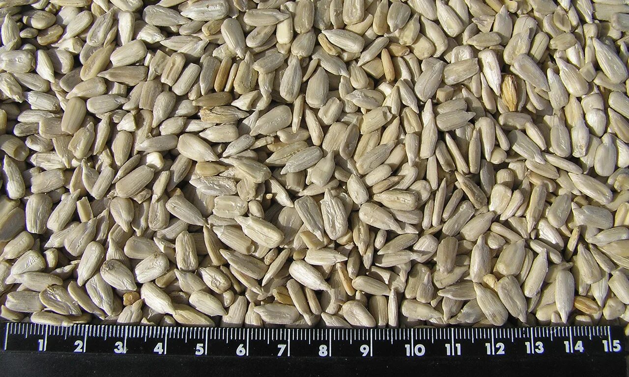 семечки подсолнуха очищенные. семечки optom. семечки подсолнуха оптом. натура подсолнечника кондитерского. семена опт.