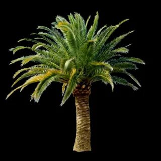 View and Download high-resolution Palm Tree, Free Pngs - Attalea Speciosa f...