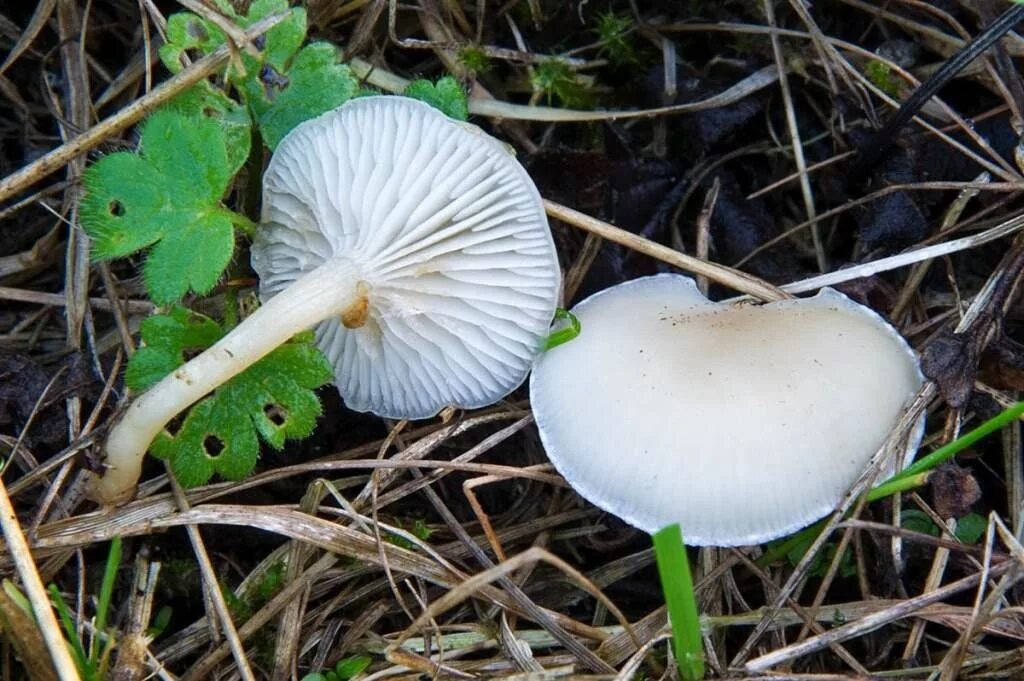 Говорушка восковатая. Говорушка беловатая. Говорушка беловатая (Clitocybe rivulosa). Говорушка беловатая (Clitocybe dealbata).