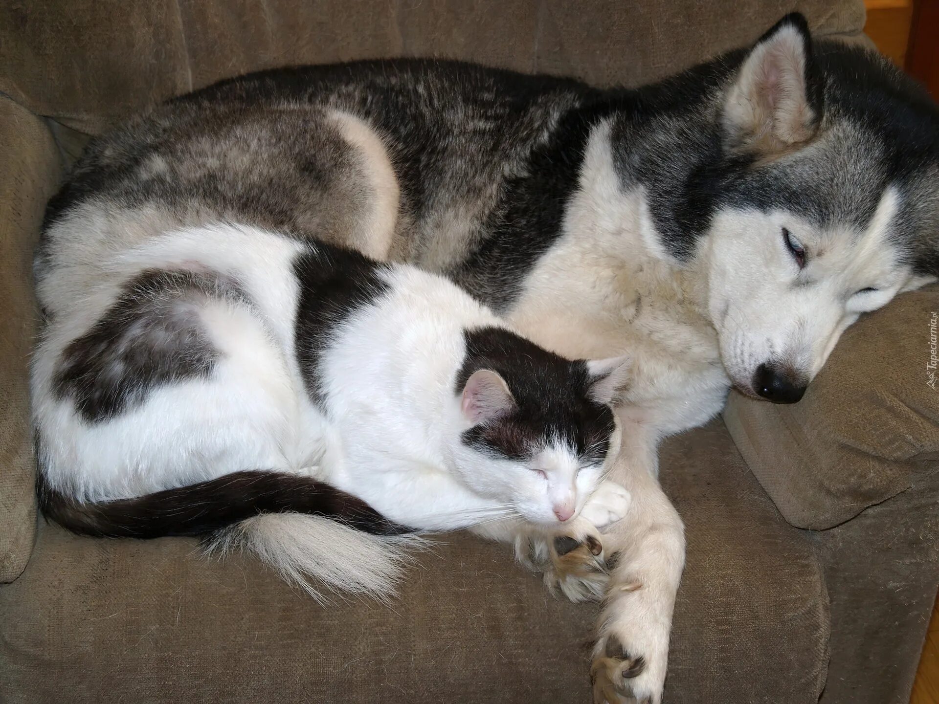 Сибирский хаски +кошка. Хаски и кошка. Котенка лайка. Щенок хаски и котенок. Папа и дочки котенка лайка