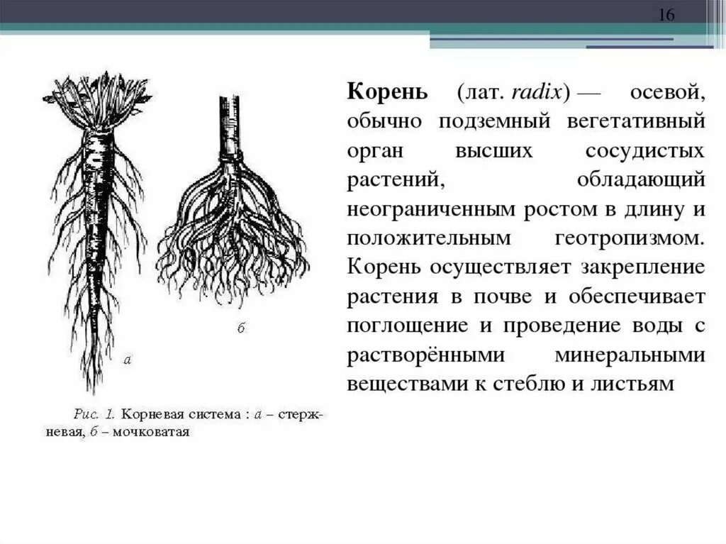 Морфология корня ботаника. Корни растений. Анатомия и морфология корня. Морфология и анатомия корня растений. Организована корень