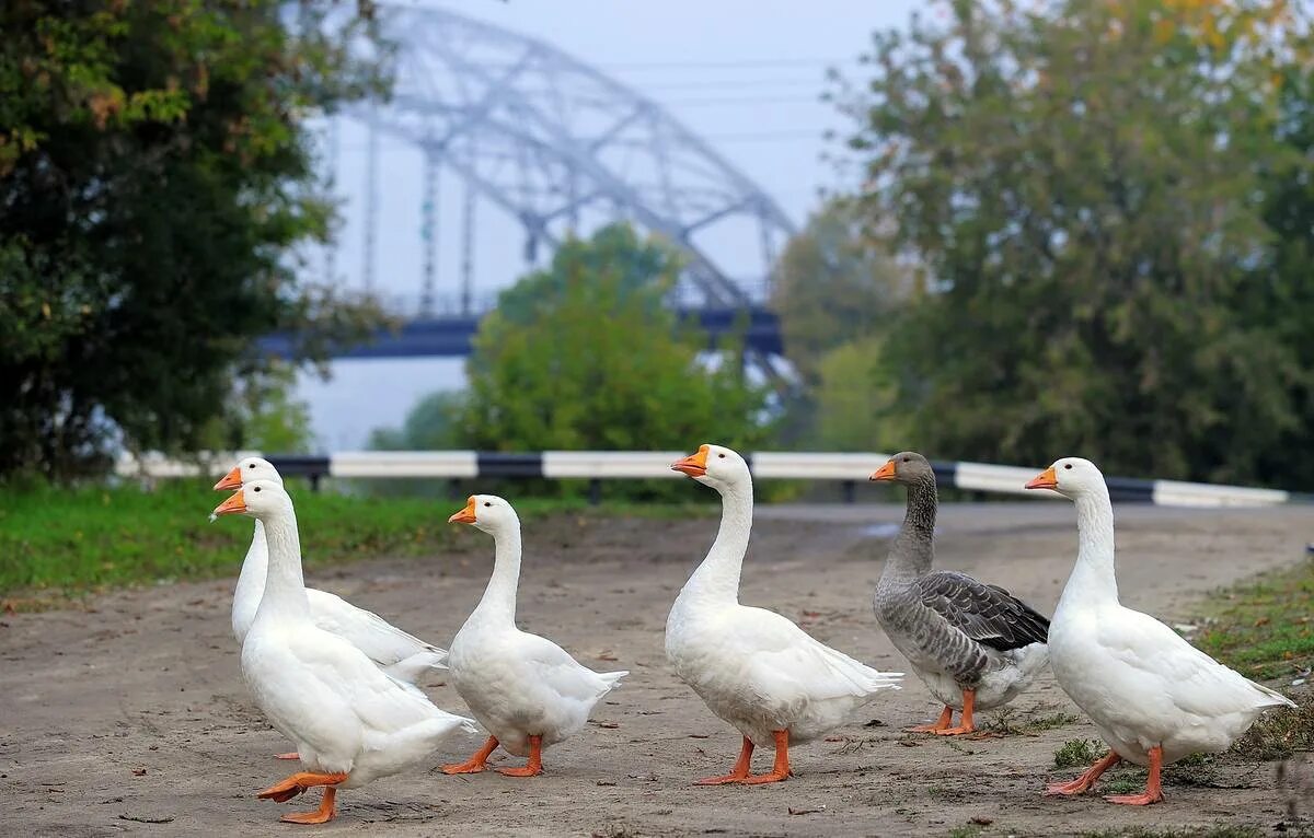 P duck