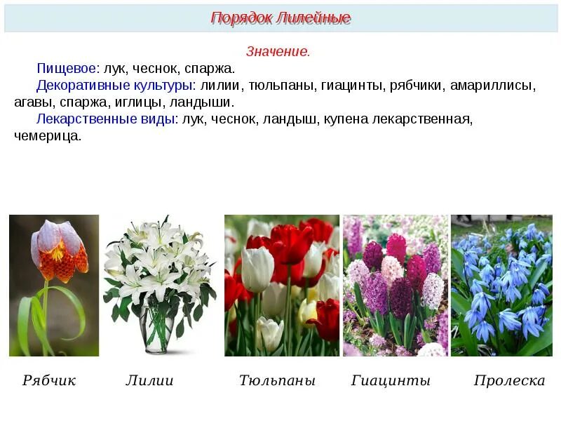 Каково значение семейства лилейных в жизни человека. Семейство Лилейные тюльпан. Декоративные культуры семейства лилейных. Семейство Лилейные двудольные. Семейство Лилейные лук, чеснок, Лилия, тюльпан.