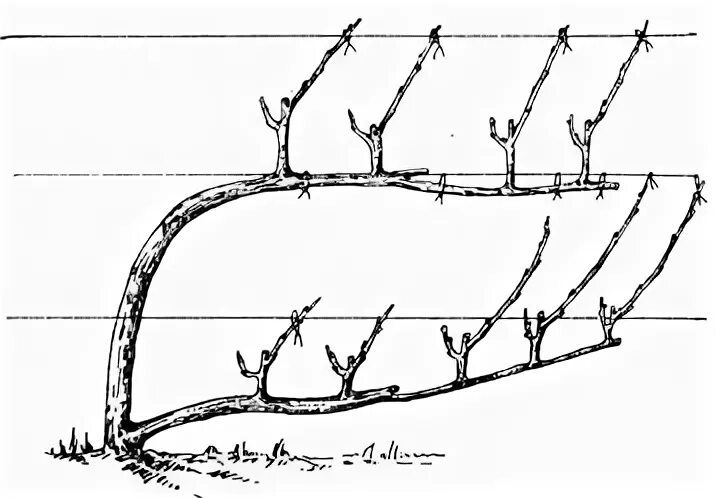 Кустарниковый буш. Куста плече. Схемы формировки куста винограда. Куста плече. Формировка куста винограда.