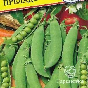 Семена гаршинка интернет. Семена гаршинка интернет