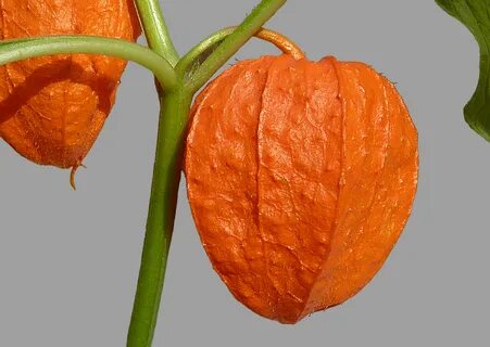 Project physalis