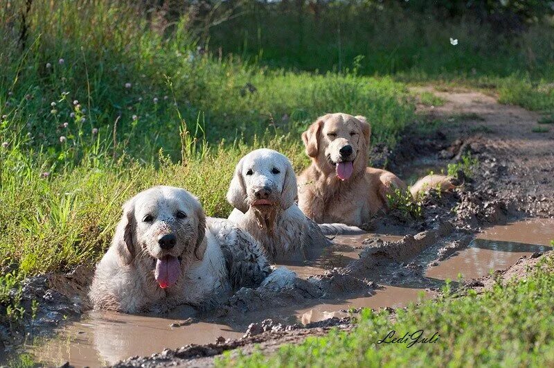 Почему собаки грязные. Золотистый ретривер в грязи. Собака купается в грязи. Собака в луже.