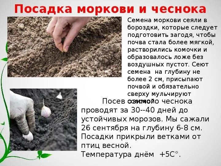 Морковь сажают при температуре