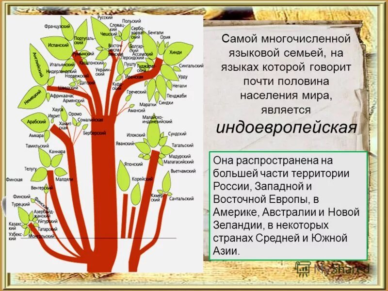 К славянской группе индоевропейской семьи относятся. Языковые семьи индоевропейская семья. Индоевропейская группа языков. Три основные языковые семьи. Назовите основные языковые семьи.