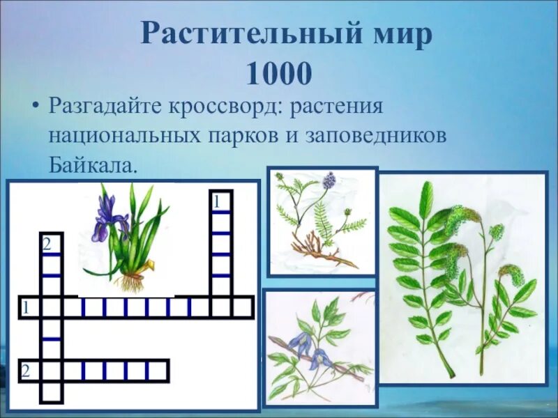 Кроссворд растения и животные океана. Кроссворд растительный мир. Разгадайте кроссворд растения. Растительный мир красфорт.