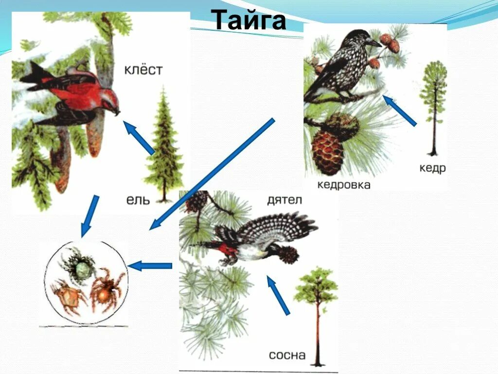 Составить цепи питания тайги. Пищевая цепочка тайги. Схема цепи питания в тайге. Цепь питания характерная для тайги. Цепь питания животных в тайге.