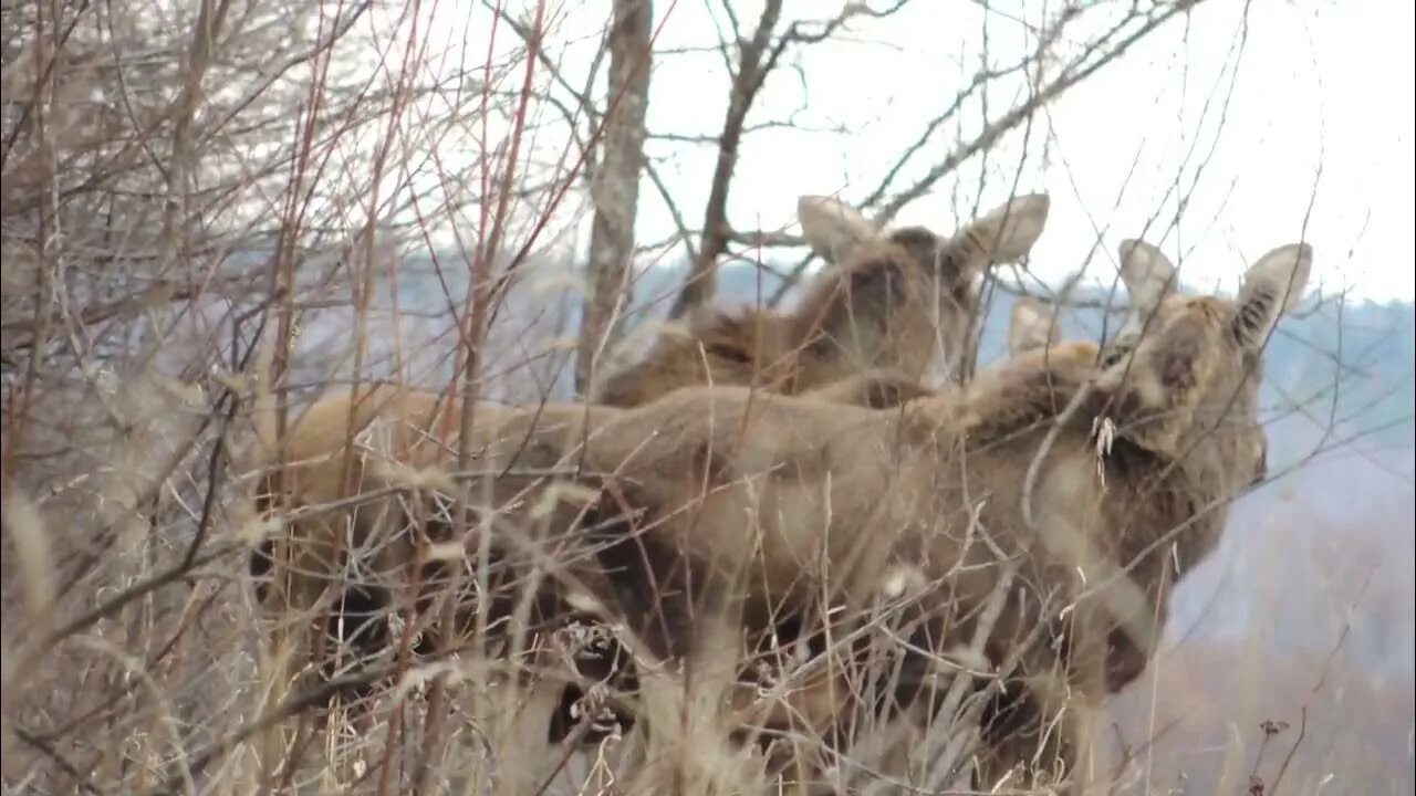 Погода лосиха алтайский край. Лось и лосиха сеголеток. Лосиха затоптала. Лосиха Санниково.