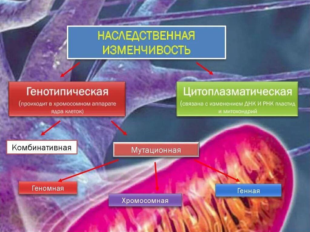 Цитоплазматическая изменчивость. Наследственная изменчивость цитоплазматическая. Наследственная генотипическая изменчивость. Наследственная изменчивость генотипическая цитоплазматическая. Наследственно измененный организм