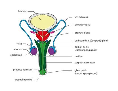 File:Male genital system - Front view.svg - Wikipedia