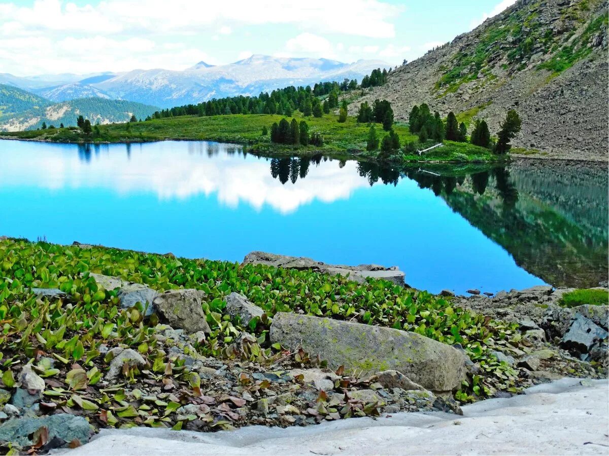 Озеро Манас горный Алтай. Каракольские озёра горный Алтай. Чемал Каракольские озера. Форелевое озеро горный Алтай. Озера южного алтая