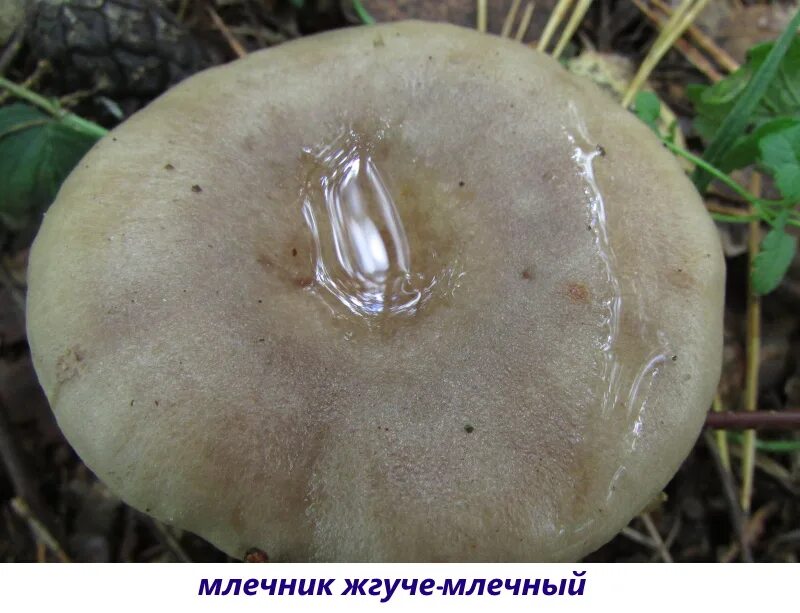 Как выглядит млечник. Млечник жгуче-млечный. грибы,млечник жгуче-млечный. млечник жгучий. гриб волнушка серая.