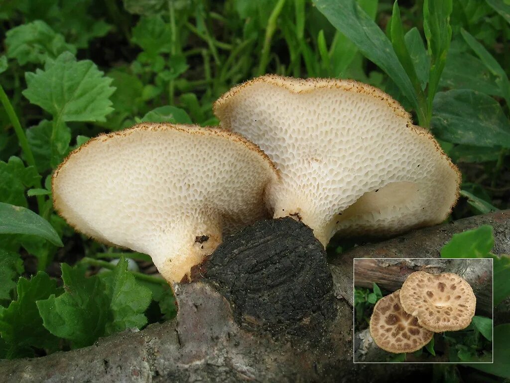 Трубчатый гриб 7. Polyporus tuberaster Полипорус клубненосный. Трутовик клубненосный Polyporus tuberaster. Трутовик гриб клубненосный. Трутовик клубненосный съедобный.