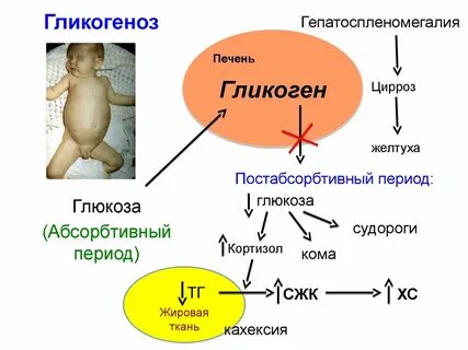 Глюкоза депонируется в печени в форме
