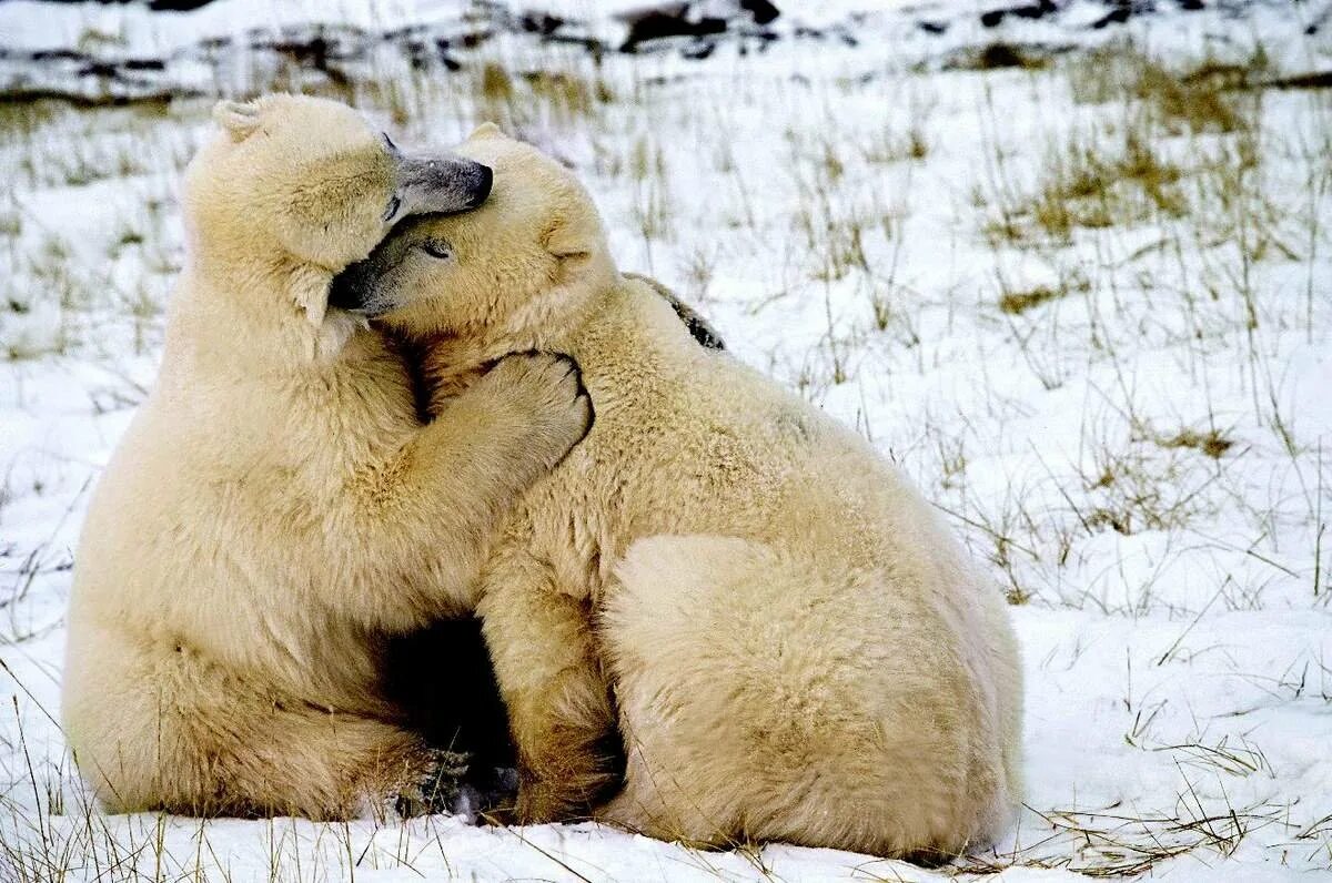 Животные обнимают. Животные любовь. Два мишки обнимаются. Обнимашки с медведем. Медвежата обнимаются.