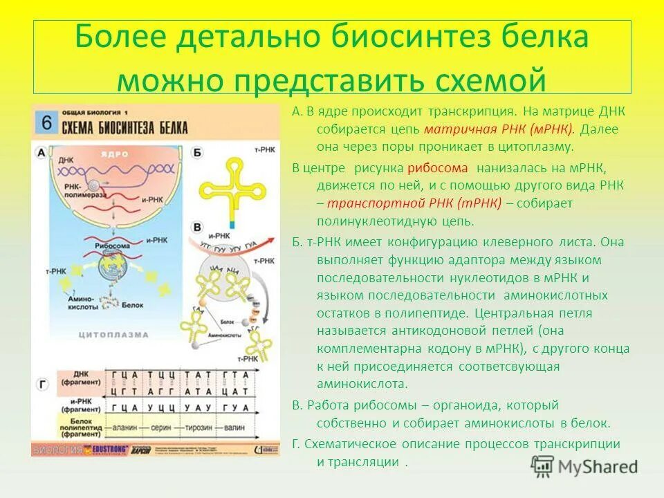 Белки наследственная функция