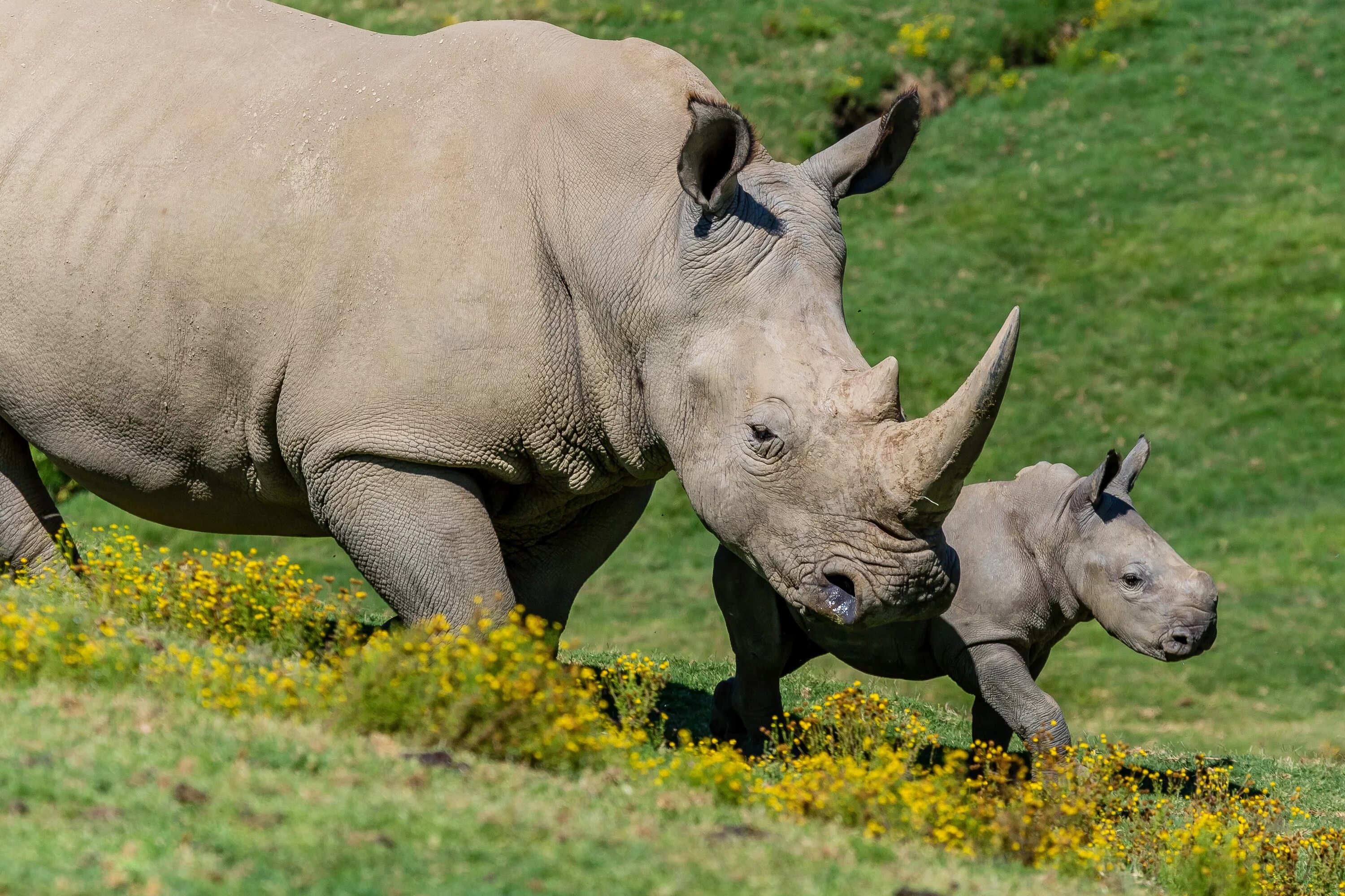 Изображения носорога. Широконосый носорог. Двурогий носорог. Африканский черный носорог. Белый носорог детеныш.