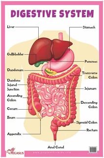 Digestive system