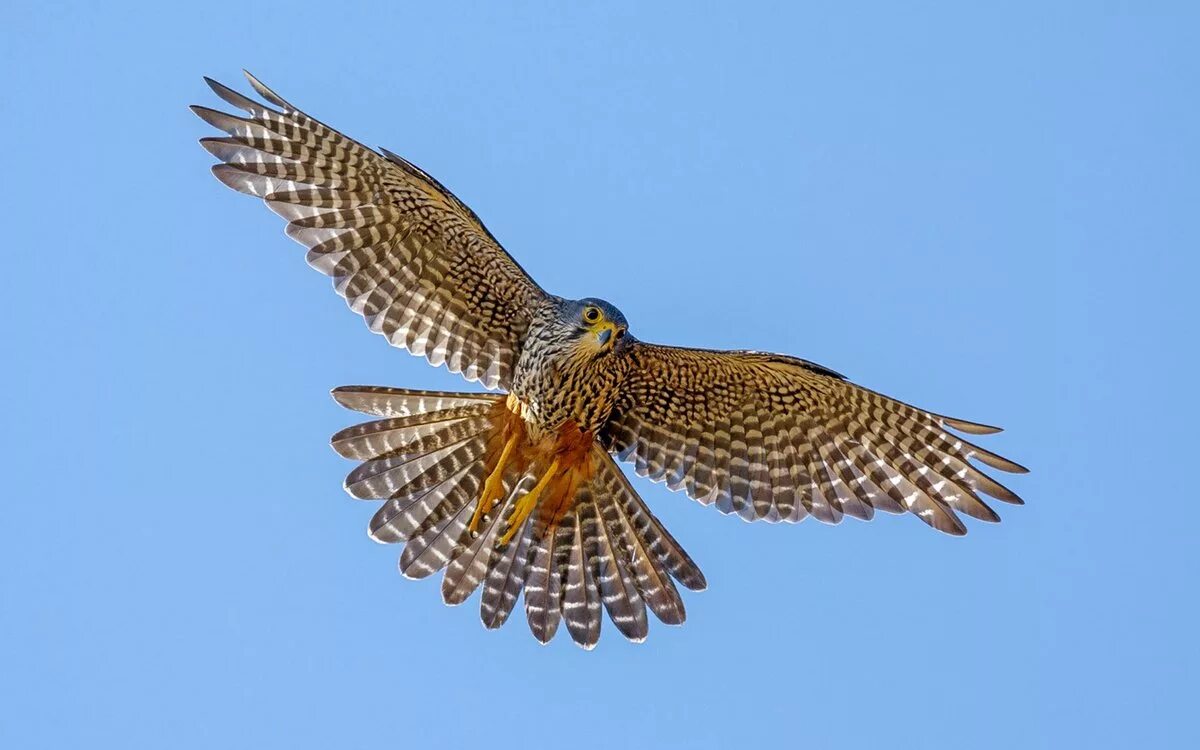 Глаз сокола фото. Даурский сокол балобан. Соколиные falconidae. Соколиные. Пустельга это хищная птица.