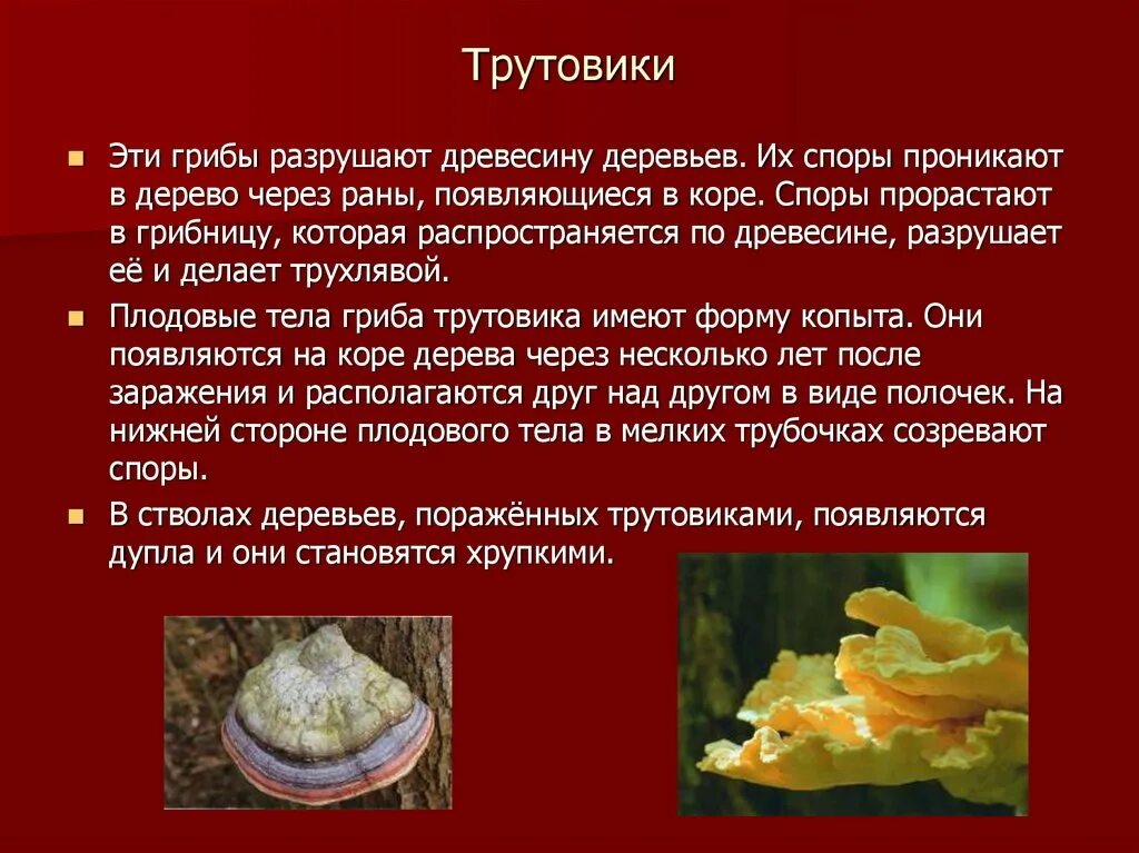 Трутовик серно-жёлтый трутовики. Трутовик гриб паразит. Трутовик Литшауэра. Гриб трутовик царство. Почему гриб трутовик