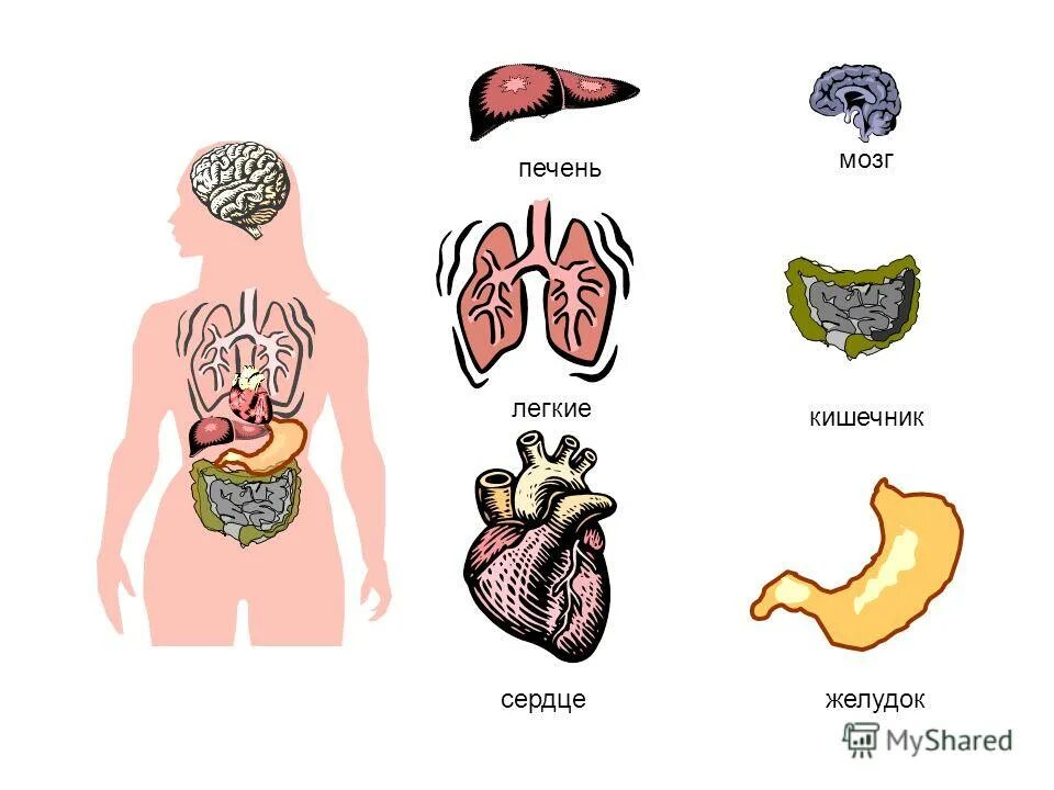 Желудок головной мозг печень. Легкие сердце печень желудок кишечник. Внутренние органы легкие. Что такое мозг легкие сердце печень желудок кишечник.