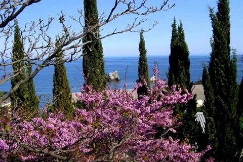 Цветы южного крыма