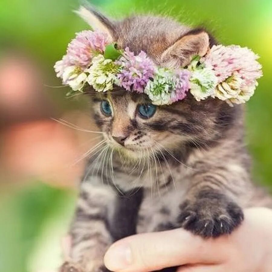Добрые пожелания с кошками. Котенок в цветах. Красивые котята. Милые котики. Котёнок с цветком.
