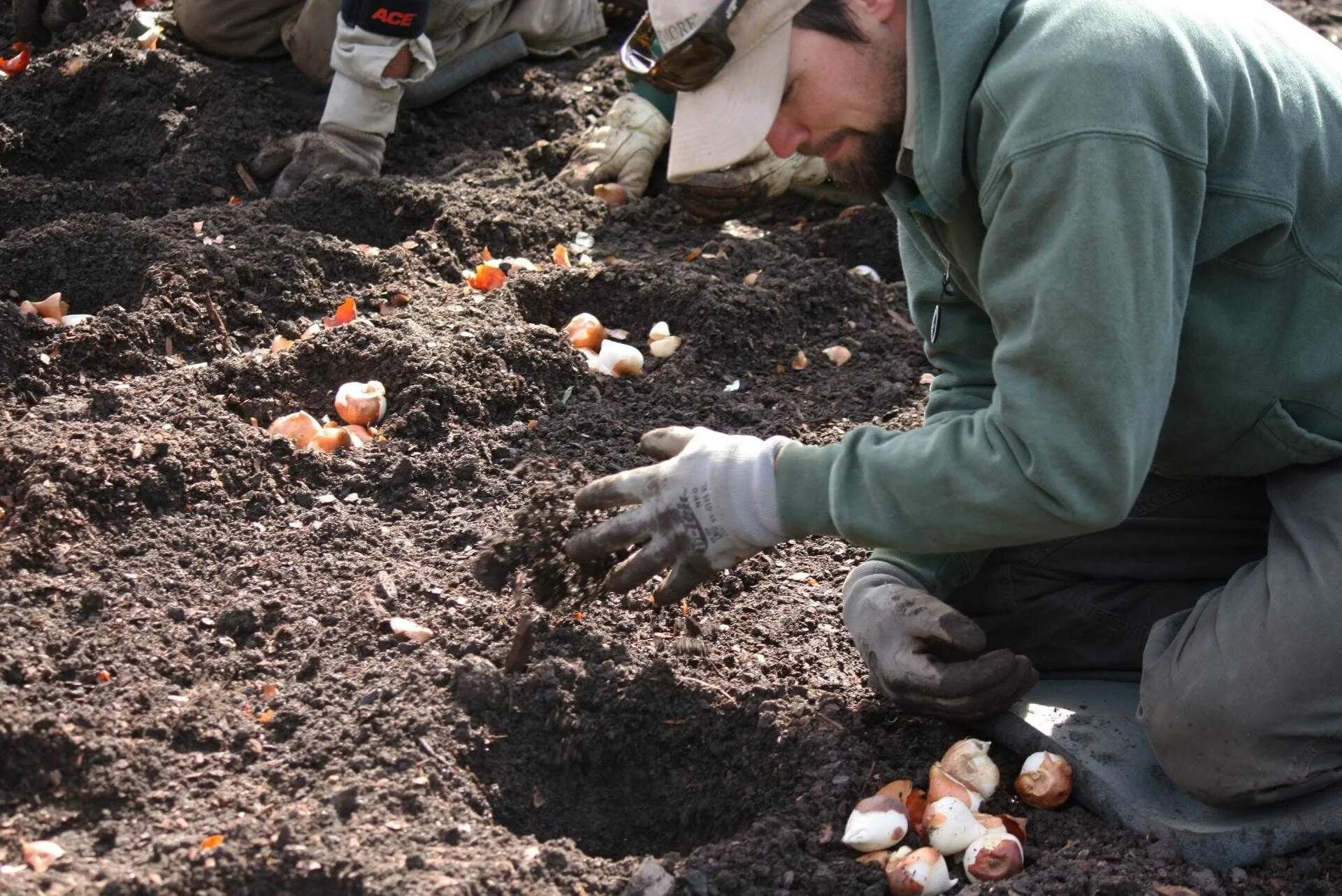 Можно ли сажать тюльпаны весной