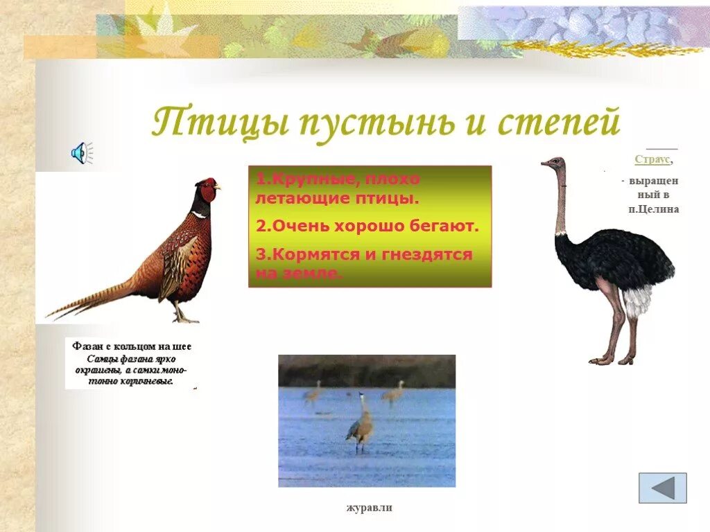 Укажите птиц обитающих в пустыне. Птицы степей и пустыни. птицы пустыни названия. сообщение про птиц пустыни. экологические группы птиц птицы степей и пустынь.
