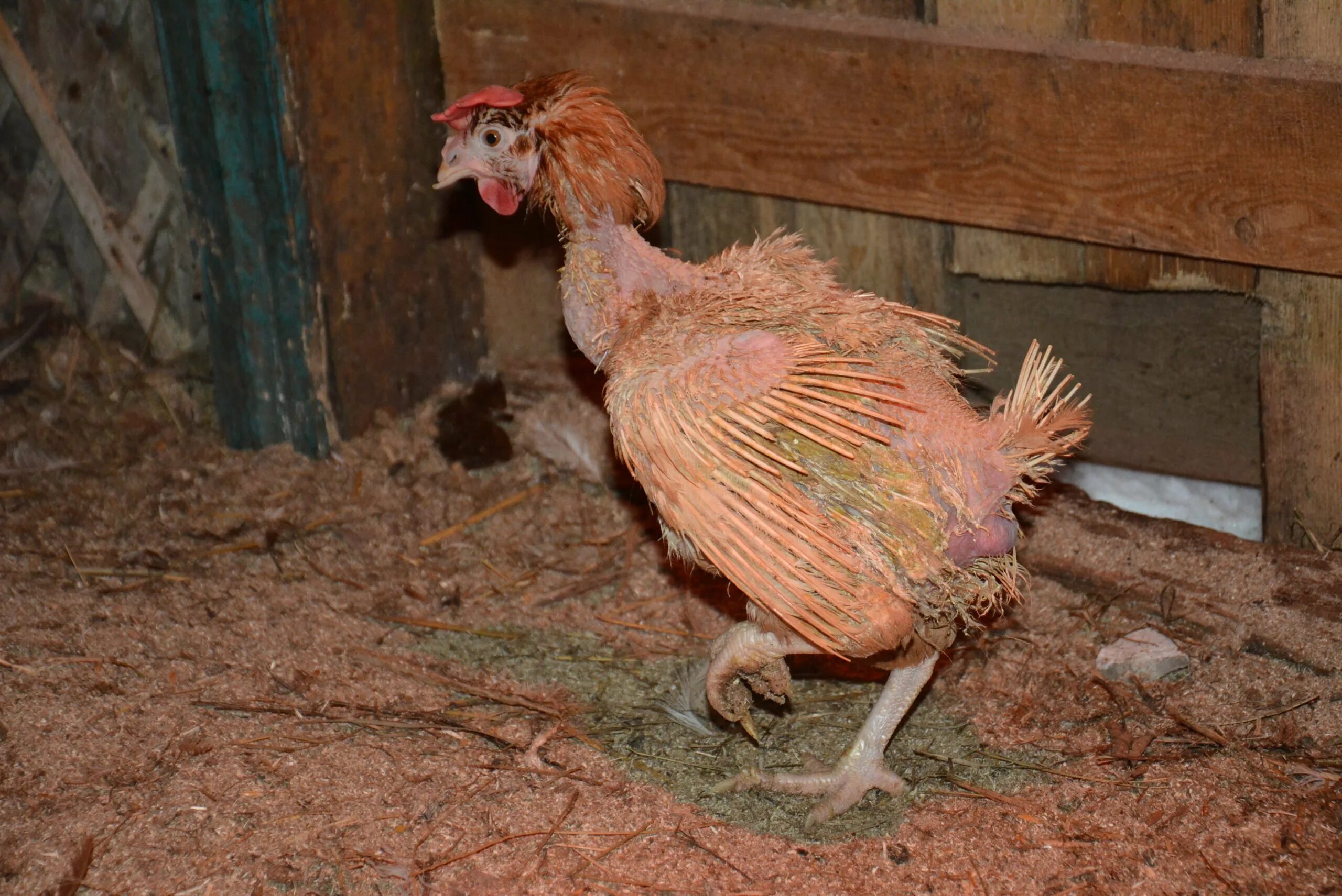 Человек животное без перьев. Порода кур без перьев. общипанная курица.