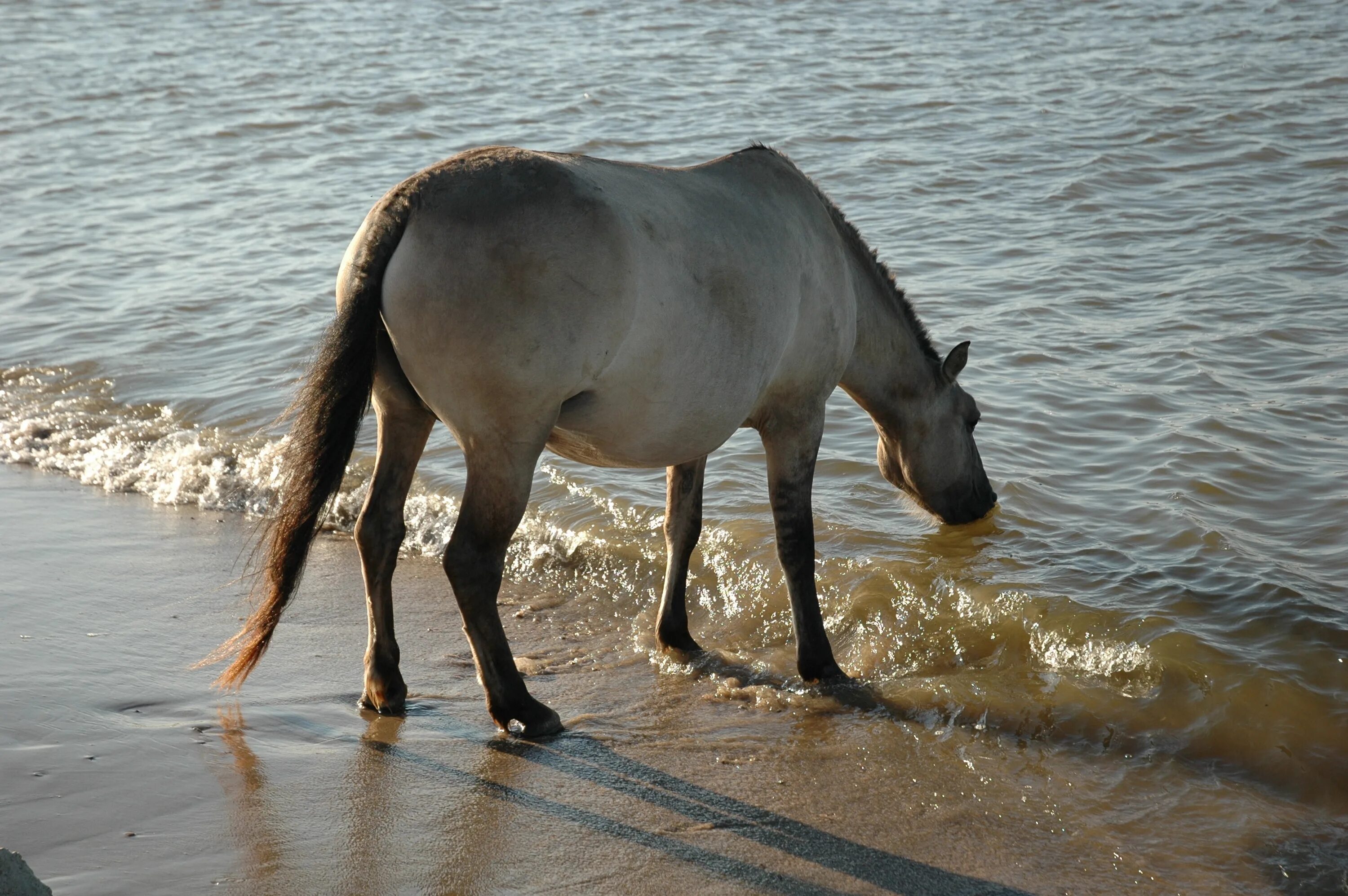 Horse drink. Лошадь пьет воду. Лошадь пьет воду из реки. Красивая лошадь пьёт воду. Река пьющая лошадь.