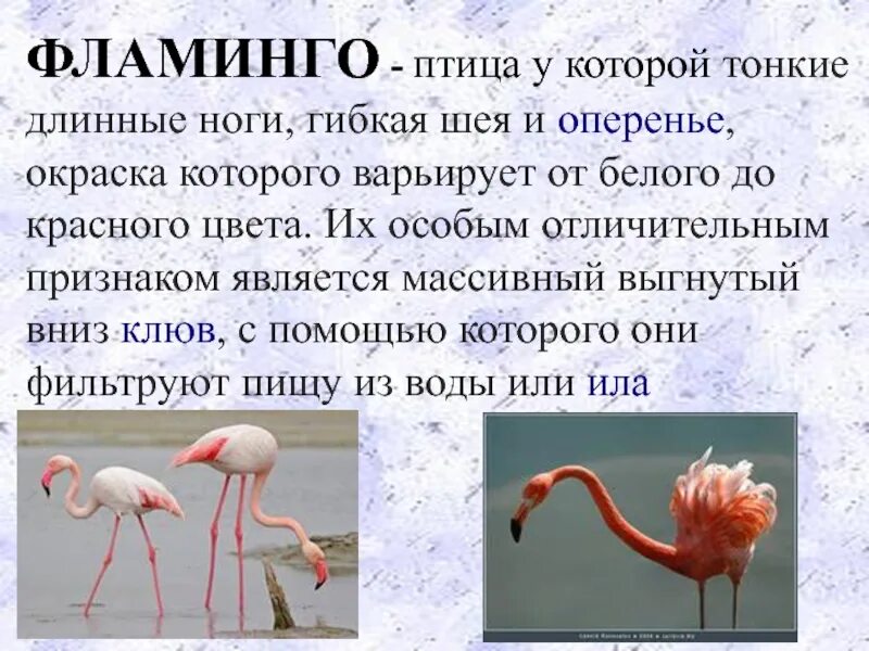 Краткое сообщение о Фламинго. Фламинго в красной книге России краткое описание. Розовый Фламинго доклад 2 класс окружающий мир красная книга. Розовый Фламинго красная книга краткое описание. Фламинго сообщение