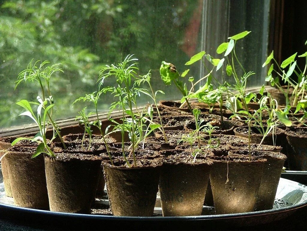 Пересадка рассады в горшки. Seedling «рассада». Торфоперегнойные горшочки для рассады. Торфяной горшок для рассады.