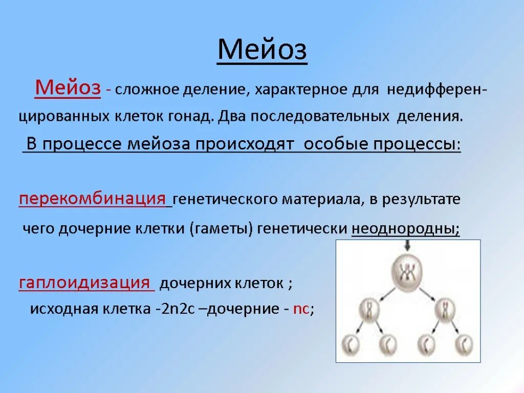 Результатом мейоза является. Мейоз. Мейоз вывод. Процесс мейоза. Мейоз презентация.