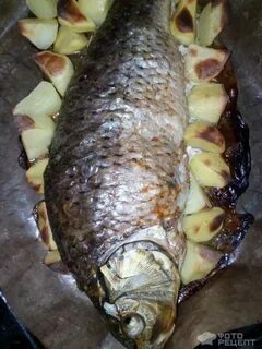 Сазан вкусно приготовить рецепты