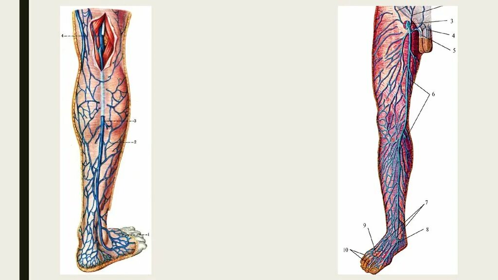 Суральные вены голени анатомия. Суральная Вена нижних конечностей. Мазайшвили ультразвуковая анатомия вен нижних конечностей. Камбаловидная Вена анатомия.